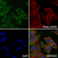 3 - Anti-CDC20 Antibody AP59505