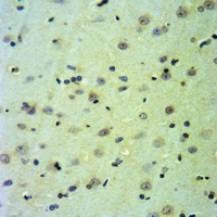 19 - Anti-CDC20 Antibody AP59505