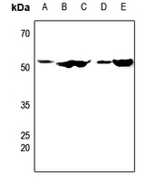 1 - Anti-CDC20 Antibody AP59505