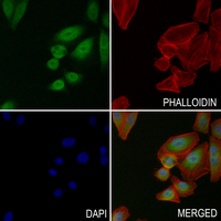3 - Anti-CDC25A (Phospho-S124) Antibody AP59506