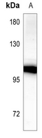 1 - Anti-Cadherin 18 Antibody AP59508