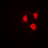 3 - Anti-CDK2 Antibody AP59510