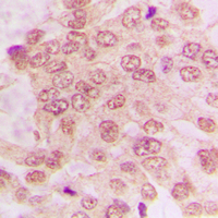 19 - Anti-CDK2 Antibody AP59510
