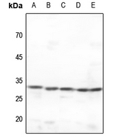 1 - Anti-CDK2 Antibody AP59510