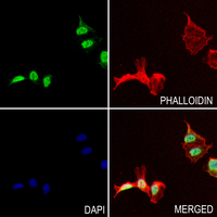 3 - Anti-p27 Kip1 (Phospho-T198) Antibody AP59511