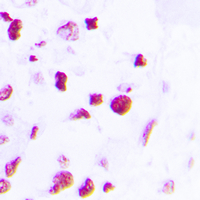 19 - Anti-C/EBP beta Antibody AP59512