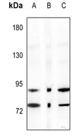 1 - Anti-IKK alpha Antibody AP59514