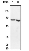 1 - Anti-CLK2 Antibody AP59517