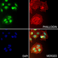 3 - Anti-CLNS1A Antibody AP59518
