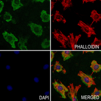 3 - Anti-CNPase Antibody AP59520