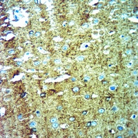 19 - Anti-CNPase Antibody AP59520