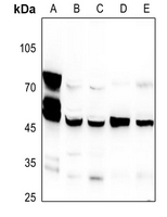 1 - Anti-CNPase Antibody AP59520