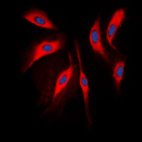 3 - Anti-COMT Antibody AP59521