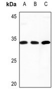 1 - Anti-COMT Antibody AP59521