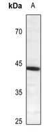 1 - Anti-CREB (Phospho-S121) Antibody AP59523