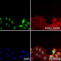 3 - Anti-CREB (Phospho-S133) Antibody AP59524