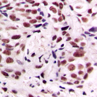 19 - Anti-CREB (Phospho-S133) Antibody AP59524