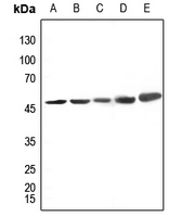 1 - Anti-CK1 delta Antibody AP59525