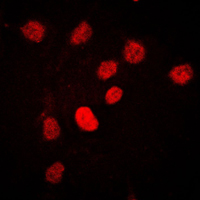 3 - Anti-CstF-64 Antibody AP59527