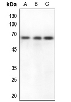 1 - Anti-CstF-64 Antibody AP59527