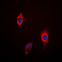 3 - Anti-Cytochrome P450 3A4/5 Antibody AP59530