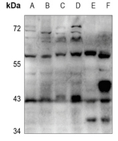 1 - Anti-Cytochrome P450 3A4/5 Antibody AP59530