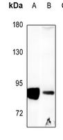 1 - Anti-DGK alpha Antibody AP59533