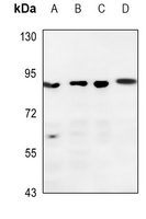 1 - Anti-DGK beta Antibody AP59534