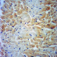 19 - Anti-DHPS Antibody AP59535