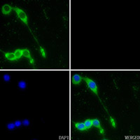 3 - Anti-NQO1 Antibody AP59537