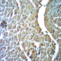 19 - Anti-Dynamin 1 (Phospho-S774) Antibody AP59540