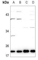 1 - Anti-Ephrin A1 Antibody AP59541
