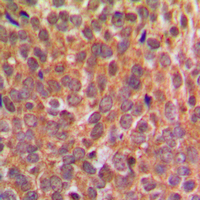 19 - Anti-EIF2S1 (Phospho-S51) Antibody AP59543
