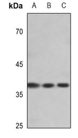 1 - Anti-EIF2S1 (Phospho-S51) Antibody AP59543