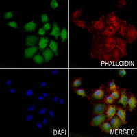 3 - Anti-EIF2S1 Antibody AP59544