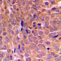 19 - Anti-EIF2S1 Antibody AP59544