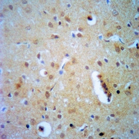 19 - Anti-ELF4 Antibody AP59545