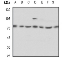 1 - Anti-ELF4 Antibody AP59545