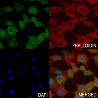 3 - Anti-EPB41L2 Antibody AP59546