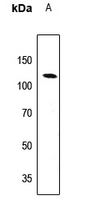 1 - Anti-EPB41L2 Antibody AP59546