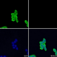 3 - Anti-EPHA3 Antibody AP59547