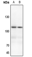 1 - Anti-EPHA3 Antibody AP59547