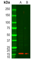 0 - Anti-Factor II APII Antibody AP59548