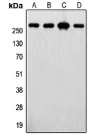 1 - Anti-FASN Antibody AP59549