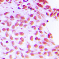 19 - Anti-FEN1 Antibody AP59550