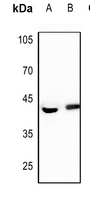 1 - Anti-FEN1 Antibody AP59550