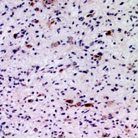 19 - Anti-FGF5 Antibody AP59551