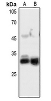 1 - Anti-FGF5 Antibody AP59551