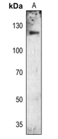 1 - Anti-FGFR1 (Phospho-Y654) Antibody AP59552