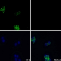 3 - Anti-FGFR3 Antibody AP59553